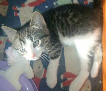 Domestic Short Hair Cats Available for Adoption in Chicago, Illinois - Zephyr | PetCurious