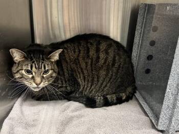 LUNA -  Domestic Short Hair Cat for Adoption in Colorado Springs, Colorado - LUNA | PetCurious