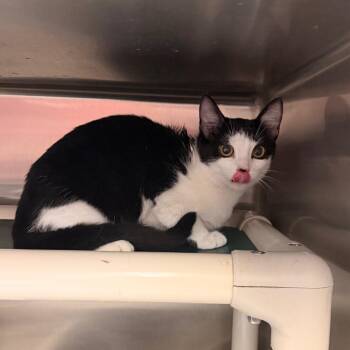 Domestic Short Hair Cats Available for Adoption - Ida B. | PetCurious