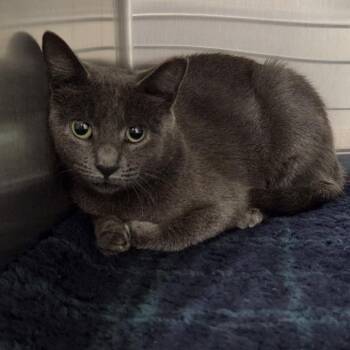 Carrie 2026 -  Domestic Short Hair Cat for Adoption - Carrie 2026 | PetCurious