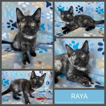Raya -  Domestic Short Hair Cat for Adoption in Corpus Christi, Texas - Raya | PetCurious