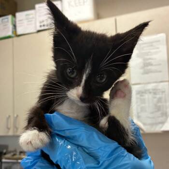 Rescue Domestic Short Hair Cats for Adoption in San Antonio, Texas - Kevin Gates | PetCurious