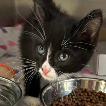 Ping Pong -  Domestic Short Hair Cat for Adoption in Oak Park, Illinois - Ping Pong | PetCurious