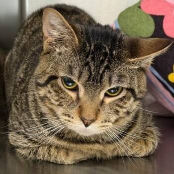 Domestic Short Hair Cats Available for Adoption in Cumming, Georgia - McBryde | PetCurious