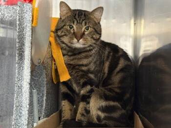 Ramen -  Domestic Short Hair Cat for Adoption in New York, New York - Ramen | PetCurious