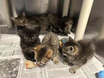 Domestic Medium Hair Cats Available for Adoption - Daniel Tiger | PetCurious