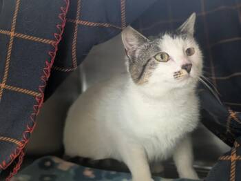 Domestic Short Hair Cats Available for Adoption in Hyde Park, New York - Sky | PetCurious