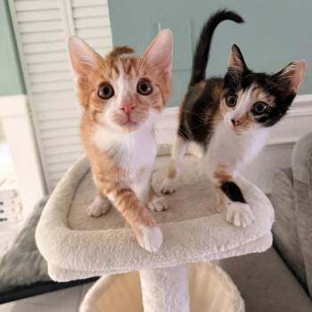 Domestic Short Hair Cats Available for Adoption in Boca Raton, Florida - Peach & Mango BONDED | PetCurious