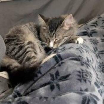Prince -  Domestic Long Hair and Domestic Short Hair Cat for Adoption in Woodinville, Washington - Prince | PetCurious