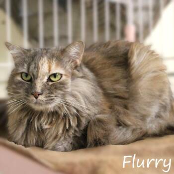 Flurry -  Domestic Medium Hair Cat for Adoption in Yucaipa, California - Flurry | PetCurious