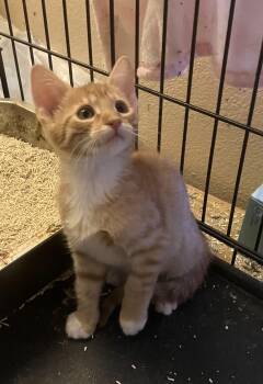 Salmon -  Tabby and Domestic Short Hair Cat for Adoption in Henderson, Nevada - Salmon | PetCurious