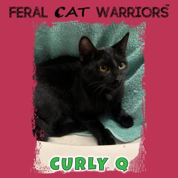 Curly Q -  Domestic Short Hair Cat for Adoption in Kingman, Arizona - Curly Q | PetCurious