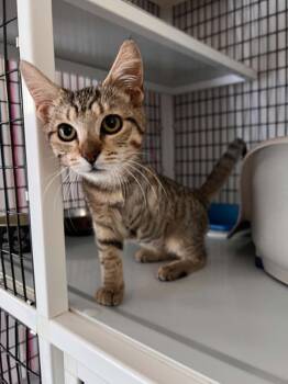 Cristina -  Tabby Cat for Adoption in Burnaby, British Columbia - Cristina | PetCurious