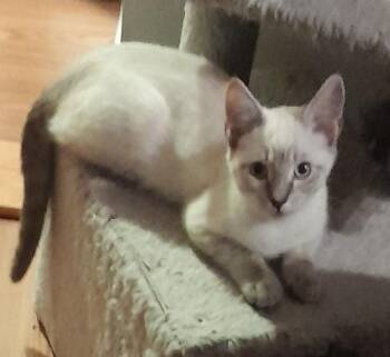 Ashley (with Plato) -  Domestic Short Hair Cat for Adoption in Silverton, Oregon - Ashley (with Plato) | PetCurious