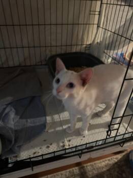 Gojo -  Domestic Short Hair Cat for Adoption in PORT WENTWRTH, Georgia - Gojo | PetCurious