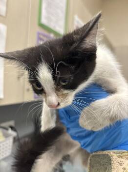 CHLOE DECKER -  Domestic Short Hair Cat for Adoption in Las Vegas, Nevada - CHLOE DECKER | PetCurious