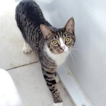 Mike -  Domestic Short Hair and Tabby Cat for Adoption in Sanford, Florida - Mike | PetCurious