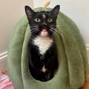 Tuxedo Cats Available for Adoption in Philadelphia, Pennsylvania - Sabrina | PetCurious
