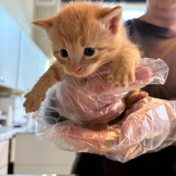 Domestic Short Hair Cats Available for Adoption - Jericho | PetCurious