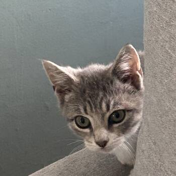 Rescue Domestic Short Hair Cats for Adoption - Cloud | PetCurious