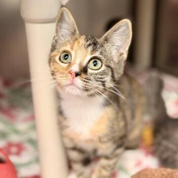 Trixie -  Domestic Short Hair Cat for Adoption in Stafford Township, New Jersey - Trixie | PetCurious