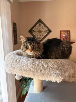 Mango -  Domestic Long Hair Cat for Adoption in Enfield, Connecticut - Mango | PetCurious