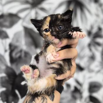 Satin -  Domestic Short Hair Cat for Adoption in Wahiawa, Hawaii - Satin | PetCurious
