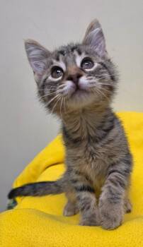 Domestic Short Hair Cats Available for Adoption in Fremont, Ohio - Pinto | PetCurious