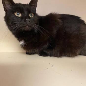 Domestic Short Hair Cats Available for Adoption in Dayton, Ohio - Fiesta | PetCurious