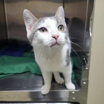 Rescue Domestic Short Hair Cats for Adoption in Windsor, Virginia - Munchkin | PetCurious