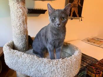 Polly -  Domestic Short Hair Cat for Adoption in Raeford, North Carolina - Polly | PetCurious