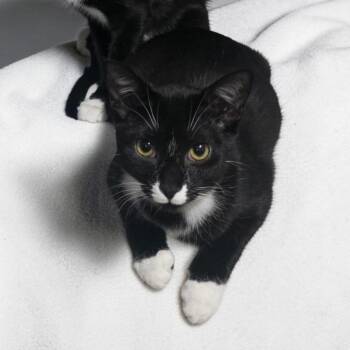 Gia -  Domestic Short Hair Cat for Adoption in NEW PT RICHEY, Florida - Gia | PetCurious