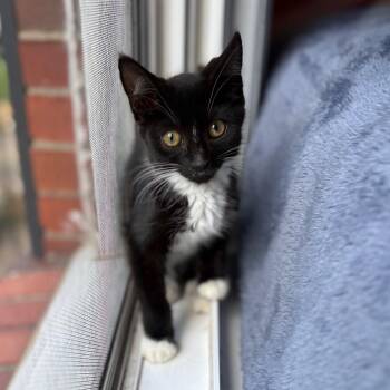 Elf -  Domestic Short Hair Cat for Adoption in Lexington, Kentucky - Elf | PetCurious