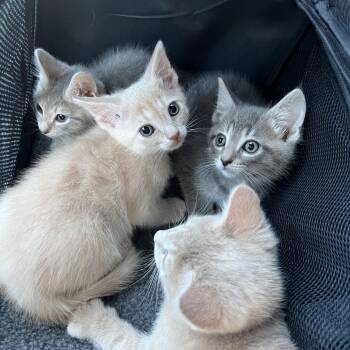 Solar -  Domestic Short Hair Cat for Adoption in Fairfax, Virginia - Solar | PetCurious