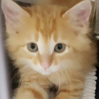 Campbells -  Domestic Long Hair Cat for Adoption in Pekin, Illinois - Campbells | PetCurious