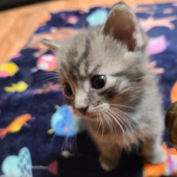 Levi Hill -  Domestic Short Hair Cat for Adoption in Woodstock, Virginia - Levi Hill | PetCurious