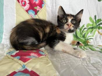 Cinnamon -  Domestic Short Hair Cat for Adoption in Corpus Christi, Texas - Cinnamon | PetCurious