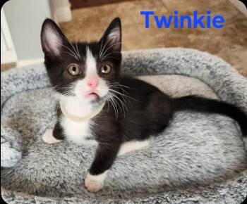 Twinkie -  Domestic Short Hair Cat for Adoption in San Jacinto, California - Twinkie | PetCurious