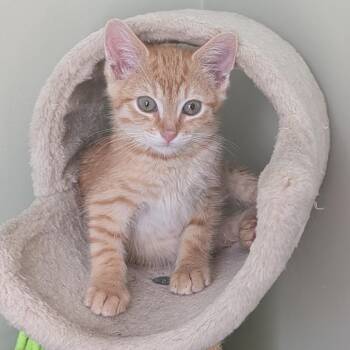 Orange Sherbert in Stevensville, MD -  Domestic Short Hair Cat for Adoption - Orange Sherbert In Stevensville, MD | PetCurious