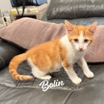 Rescue Tabby and Domestic Short Hair Cats for Adoption in Houston, Texas - Bolin #brother-of-Mako | PetCurious