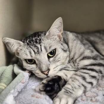 Domestic Medium Hair Cats Available for Adoption - Silena  | PetCurious