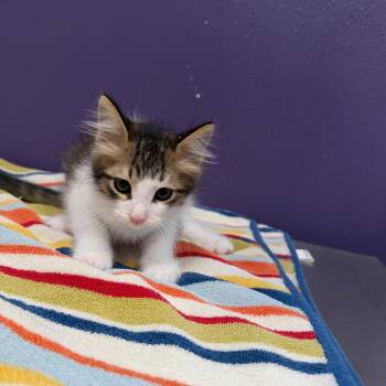 Domestic Medium Hair Cats Available for Adoption in Englewood, Florida - Cupcake | PetCurious