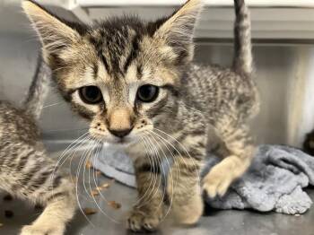 BRYAN -  Domestic Short Hair Cat for Adoption in Tustin, California - BRYAN | PetCurious