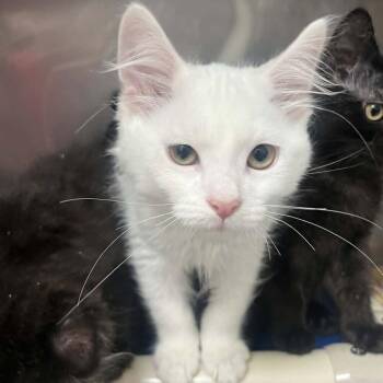 Domestic Medium Hair Cats Available for Adoption in Candler, North Carolina - Whee-Lo | PetCurious