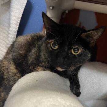 Domestic Short Hair Cats Available for Adoption in Mentor, Ohio - Sociology | PetCurious