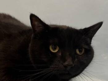 Jazz -  Domestic Long Hair and Domestic Short Hair Cat for Adoption in Minneapolis, Minnesota - Jazz | PetCurious