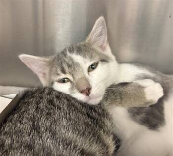 CHICKEN BAKE -  Domestic Short Hair Cat for Adoption in Indianapolis, Indiana - CHICKEN BAKE | PetCurious
