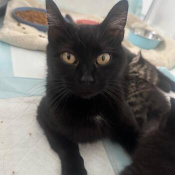 Domestic Short Hair Cats Available for Adoption in Winchester, Virginia - Angel | PetCurious