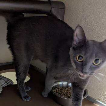 Thelma -  Domestic Short Hair Cat for Adoption in Jeffersonville, Indiana - Thelma | PetCurious
