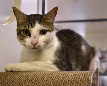 GAVIN -  Domestic Short Hair Cat for Adoption in Sarasota, Florida - GAVIN | PetCurious
